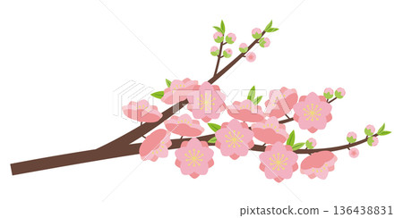Double-flowered peach blossom branch Double-flowered peach blossom branch 136438831