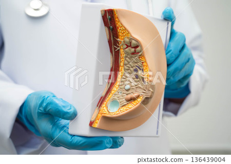 Doctor holding female breast human anatomy model. 136439004