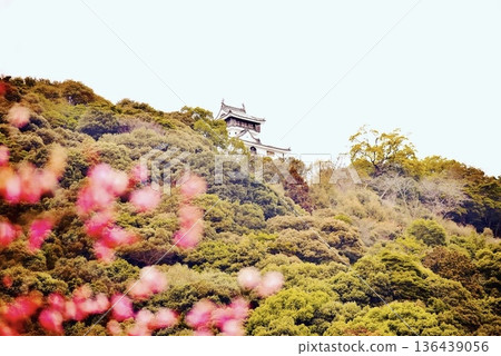岩國城和紅梅花 岩國城和紅梅花 136439056