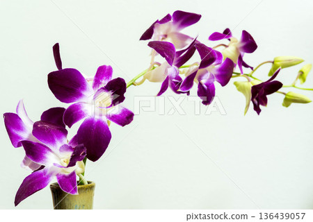 Denfare Denfare 136439057