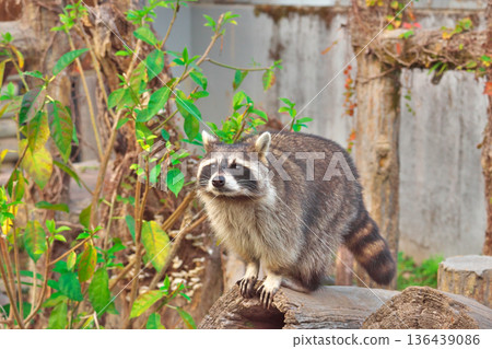 raccoon  136439086