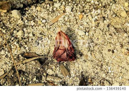 Close-up of withered flowered in the rural. Flower and plant. 136439140