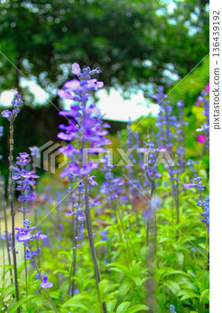Close-up of the Salvia, purple flowers in the garden with sunlight.  Blue and purple salvia in bloom. Flower and nature background. Flower and plant. 136439192