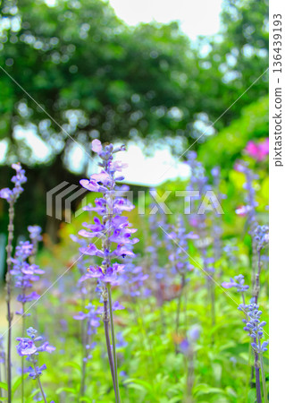 Close-up of the Salvia, purple flowers in the garden with sunlight. Blue and purple salvia in bloom. Flower and nature background. Flower and plant. Close-up of the Salvia, purple flowers in the garden with sunlight. Blue and purple salvia in bloom. Flower and nature background. Flower and plant. 136439193