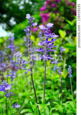 Close-up of the Salvia, purple flowers in the garden with sunlight. Blue and purple salvia in bloom. Flower and nature background. Flower and plant. Close-up of the Salvia, purple flowers in the garden with sunlight. Blue and purple salvia in bloom. Flower and nature background. Flower and plant. 136439195