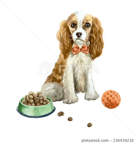Spaniel sitting with a food bowl and a red ball. Hand drawn watercolor illustration. Vector clip art for postcards, dog food labels and toys. Suitable for banners for grooming salons. 136439216