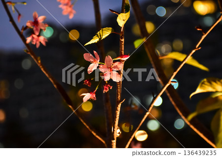 Close-up of cherry blossom at night with colorful boken lighting effect in background. Flower and plant. Nature and flower background. Close-up of cherry blossom at night with colorful boken lighting effect in background. Flower and plant. Nature and flower background. 136439235