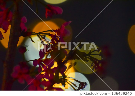Close-up of cherry blossom at night with colorful boken lighting effect in background. Flower and plant. Nature and flower background. 136439240