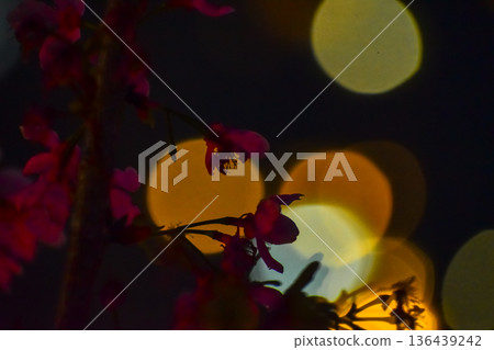 Close-up of cherry blossom at night with colorful boken lighting effect in background. Flower and plant. Nature and flower background. Close-up of cherry blossom at night with colorful boken lighting effect in background. Flower and plant. Nature and flower background. 136439242