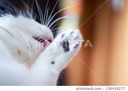 Cat cleaning moment. Focused image showing cat as it carefully cleans itself during grooming 136439277