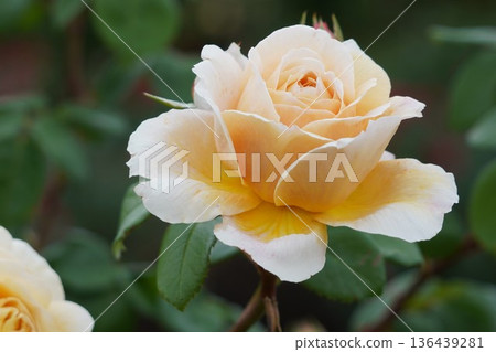 Sakaki Chikuma River Rose Park in Sakaki Town, Nagano Prefecture, is a beautiful rose park located on the banks of the Chikuma River, surrounded by mountains. 136439281