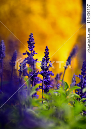 Close-up of the Salvia, purple flowers in the garden with sunlight.  Blue and purple salvia in bloom. Flower and nature background. Flower and plant. 136439297