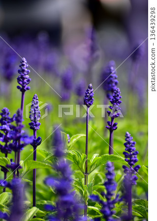 Close-up of the Salvia, purple flowers in the garden with sunlight.  Blue and purple salvia in bloom. Flower and nature background. Flower and plant. 136439298