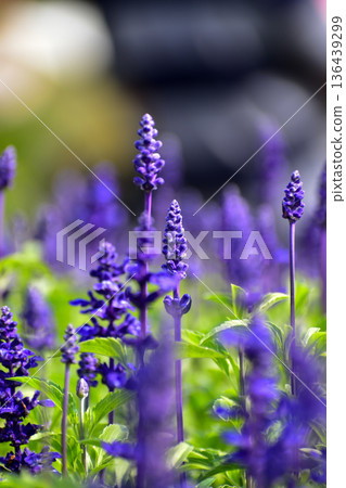 Close-up of the Salvia, purple flowers in the garden with sunlight. Blue and purple salvia in bloom. Flower and nature background. Flower and plant. Close-up of the Salvia, purple flowers in the garden with sunlight. Blue and purple salvia in bloom. Flower and nature background. Flower and plant. 136439299