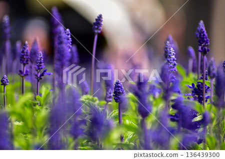 Close-up of the Salvia, purple flowers in the garden with sunlight.  Blue and purple salvia in bloom. Flower and nature background. Flower and plant. 136439300