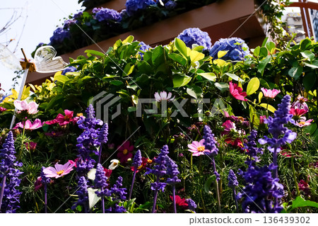 Close-up of the Salvia, purple flowers in the garden with sunlight. Blue and purple salvia in bloom. Flower and nature background. Flower and plant. Close-up of the Salvia, purple flowers in the garden with sunlight. Blue and purple salvia in bloom. Flower and nature background. Flower and plant. 136439302