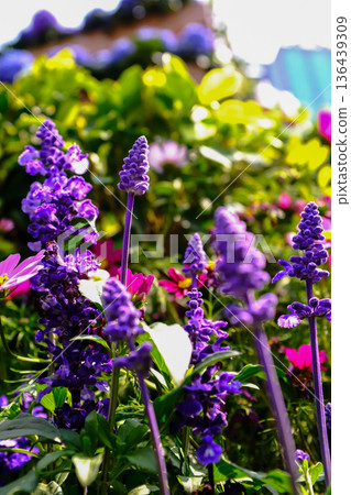 Close-up of the Salvia, purple flowers in the garden with sunlight. Blue and purple salvia in bloom. Flower and nature background. Flower and plant. Close-up of the Salvia, purple flowers in the garden with sunlight. Blue and purple salvia in bloom. Flower and nature background. Flower and plant. 136439309