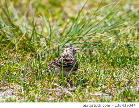 A lark that fell to the ground 136439344