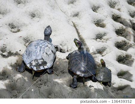 Three red-eared sliders sunning 136439352