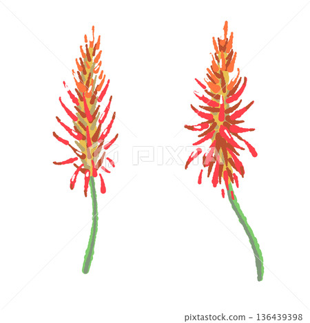 Aloe vera flower illustration, a distinctive bright orange flower Aloe vera flower illustration, a distinctive bright orange flower 136439398