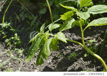 European scopolia European scopolia 136439421