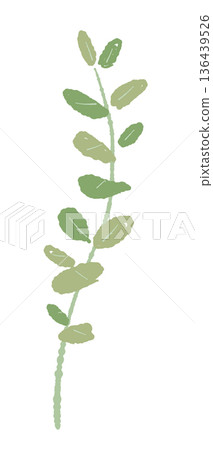 Illustration of small round-leaf eucalyptus Delicate material like Gunny eucalyptus Illustration of small round-leaf eucalyptus Delicate material like Gunny eucalyptus 136439526