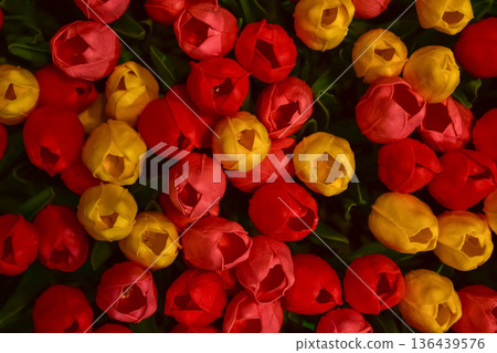 Close-up of the colorful artificial tulips flowers. Colorful artificial tulips background. Flowers background. Flower and plant. 136439576