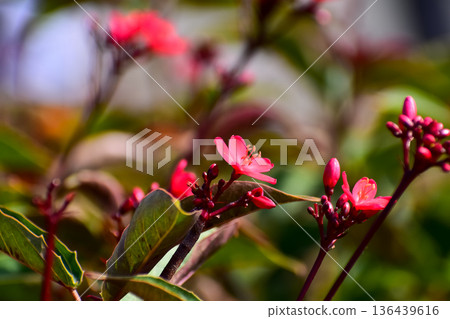 Close-up of Peregrina, Jatropha integerrima, wild red flowers in the garden. Flower and plant. Close-up of Peregrina, Jatropha integerrima, wild red flowers in the garden. Flower and plant. 136439616