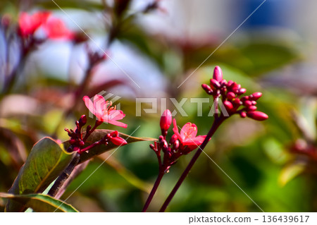 Close-up of Peregrina, Jatropha integerrima, wild red flowers in the garden. Flower and plant. Close-up of Peregrina, Jatropha integerrima, wild red flowers in the garden. Flower and plant. 136439617