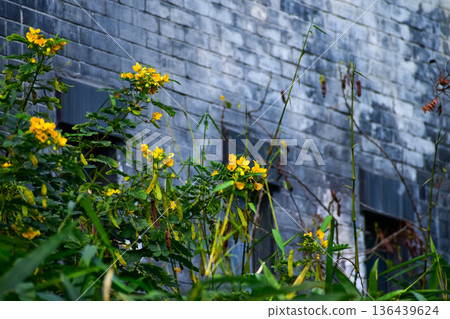 The view of Senna siamea against the brick grey wall in countryside. Yellow wild flowers in rural. Flower and plant. The view of Senna siamea against the brick grey wall in countryside. Yellow wild flowers in rural. Flower and plant. 136439624