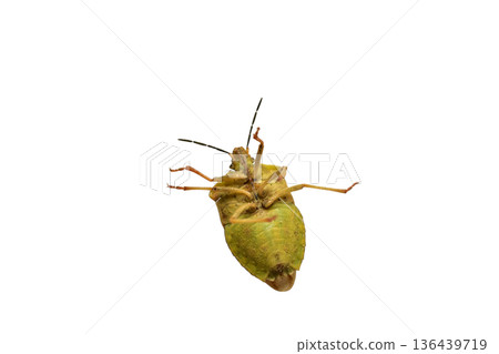 Green tree shield bug Green tree shield bug 136439719