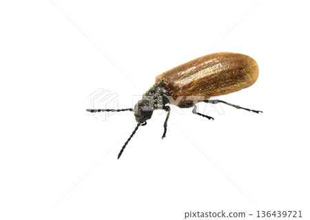 Common hairy beetle Common hairy beetle 136439721