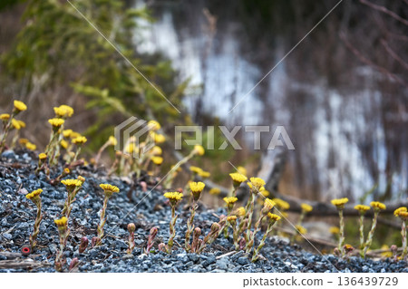 Yellow flower sprouts through gravel. Small coltsfoot bloom on rocky terrain. Spring plant resilience and new life concept 136439729