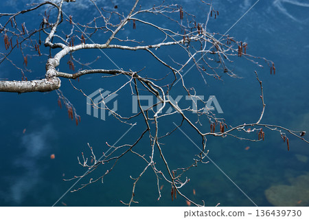 Bare tree branches reaching over dark blue water. Nature background with tranquil lake surface texture. Minimalist landscape for calm design. Bare tree branches reaching over dark blue water. Nature background with tranquil lake surface texture. Minimalist landscape for calm design. 136439730