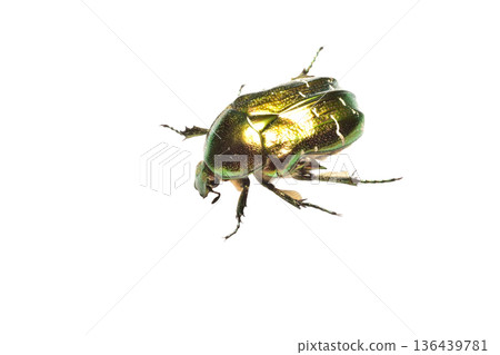 Golden bronze beetle 136439781