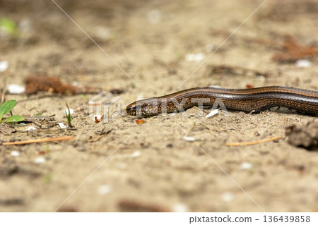 The common slow worm on earth 136439858