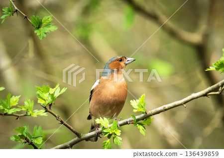 A chaffinch is sitting on a branch A chaffinch is sitting on a branch 136439859