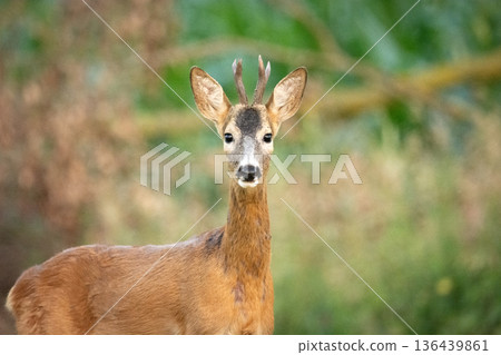 Portrait of a young male roe deer 136439861
