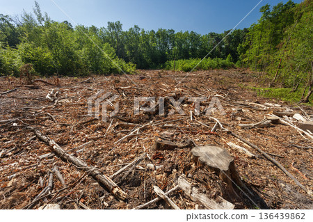 Clearing after a cut-down forest 136439862