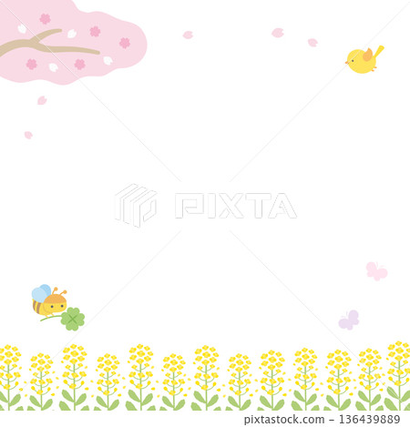 Cherry blossom and rape blossom spring square banner background Cherry blossom and rape blossom spring square banner background 136439889