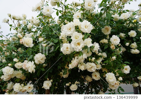 位於長野縣榊町的榊千曲川玫瑰公園,是一座坐落在千曲川岸邊,群山環繞的美麗玫瑰公園。 位於長野縣榊町的榊千曲川玫瑰公園,是一座坐落在千曲川岸邊,群山環繞的美麗玫瑰公園。 136439999