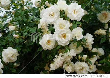 Sakaki Chikuma River Rose Park in Sakaki Town, Nagano Prefecture, is a beautiful rose park located on the banks of the Chikuma River, surrounded by mountains. Sakaki Chikuma River Rose Park in Sakaki Town, Nagano Prefecture, is a beautiful rose park located on the banks of the Chikuma River, surrounded by mountains. 136440000