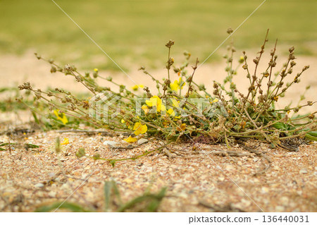 Bush with yellow flowers, pinnate mullein in the steppe Bush with yellow flowers, pinnate mullein in the steppe 136440031