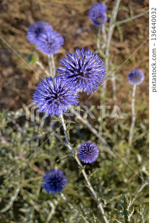 Blue round flowers Tadpole round-headed aster in its natural environment Blue round flowers Tadpole round-headed aster in its natural environment 136440032