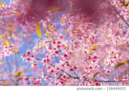 Close up pink cherry blossom flower in spring time over blue sky. Close up pink cherry blossom flower in spring time over blue sky. 136440035