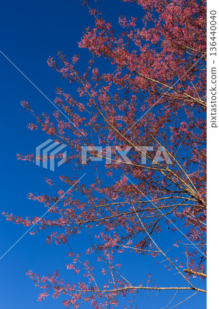 Close up pink cherry blossom flower in spring time over blue sky. 136440040