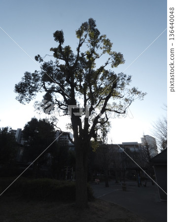 逆光照射下的冬日公園，高大的樹木和城市輪廓映襯其間。 136440048