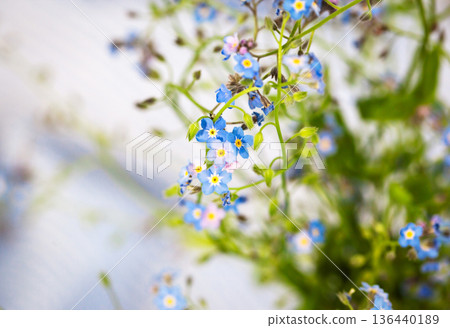 Beautiful fresh forget-me-not flowers in glass vase, top view, soft focus Beautiful fresh forget-me-not flowers in glass vase, top view, soft focus 136440189