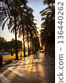 Picturesque view of palm tree alley at sunset on city street in Palma de Mallorca, Spain 136440262