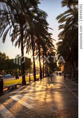 Picturesque view of palm tree alley at sunset on city street in Palma de Mallorca, Spain Picturesque view of palm tree alley at sunset on city street in Palma de Mallorca, Spain 136440262